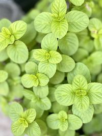 Close-up of fresh green leaves