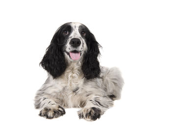 Portrait of dog sitting against white background