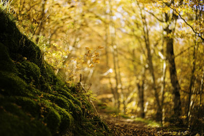 Close-up of tree in forest during autumn