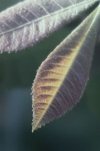 Close-up of dry leaves