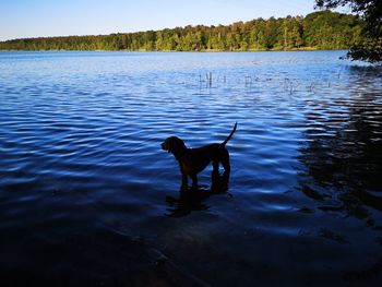 Dog in a lake