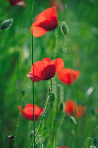 Close-up of red poppy flowers