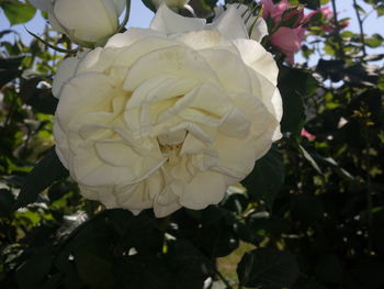 Close-up of white rose plant