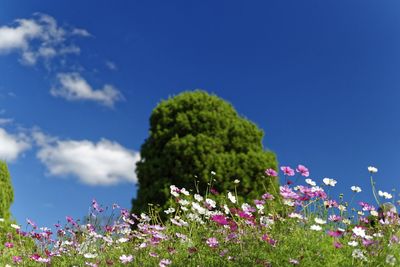 Close-up of pink flowering plants on field against blue sky