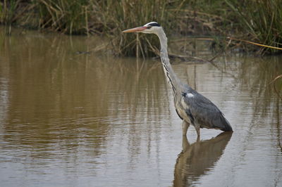 High angle view of gray heron on lake