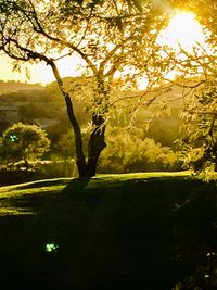 Tree on golf course against sky during sunset