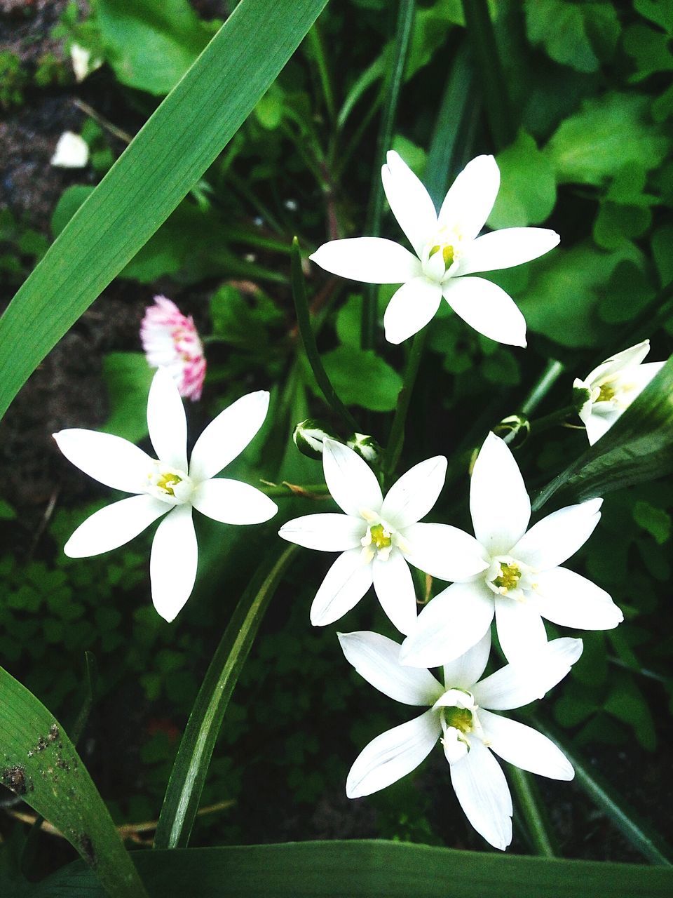 flower, petal, growth, fragility, freshness, beauty in nature, white color, nature, flower head, plant, blooming, high angle view, day, leaf, outdoors, no people, green color, close-up, periwinkle, frangipani