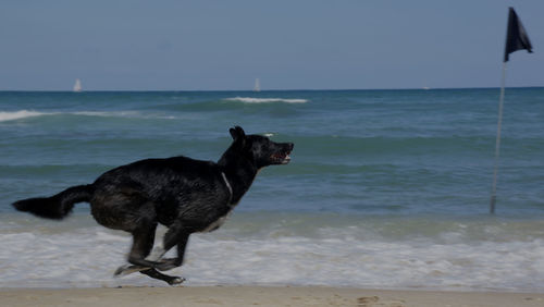 Black dog on the beach