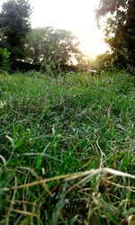 Grass growing on field against sky