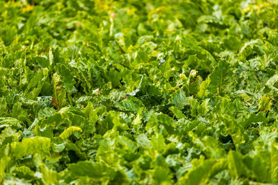 Full frame shot of fresh green plants