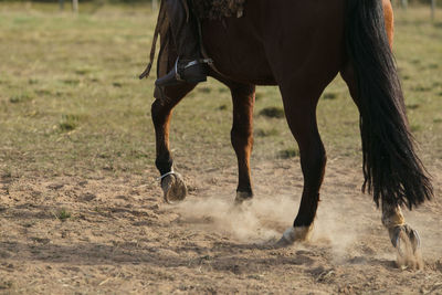 Low section of horse standing on field