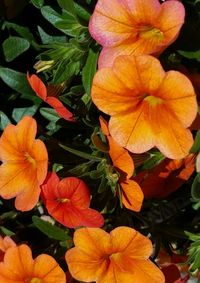 Close-up of pink flowers