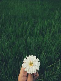 Person holding white flower on field