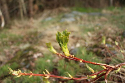 Close-up of plant