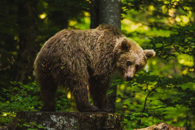 Close-up of bear