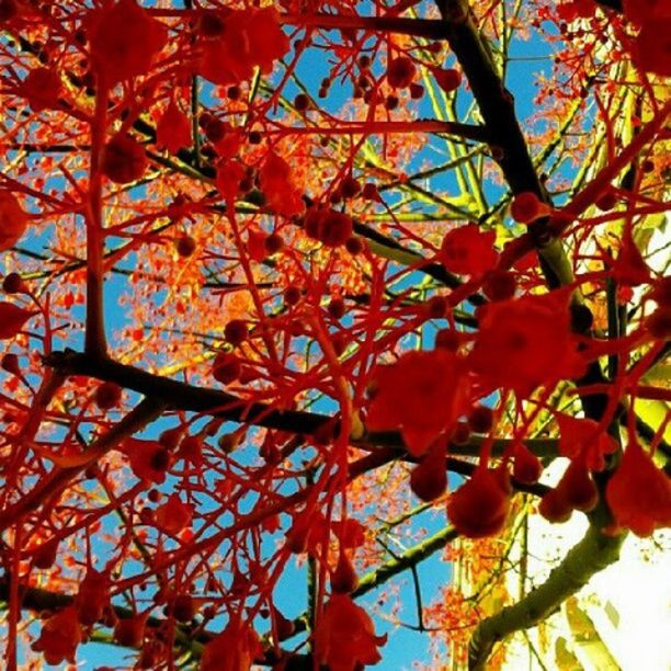 low angle view, branch, tree, growth, autumn, beauty in nature, leaf, red, change, season, nature, orange color, flower, freshness, sky, day, outdoors, fragility, blossom, no people