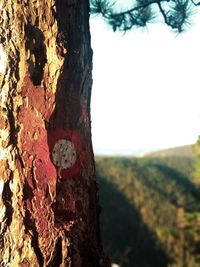 Close-up of lichen on tree trunk