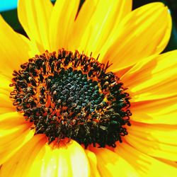 Close-up of sunflower