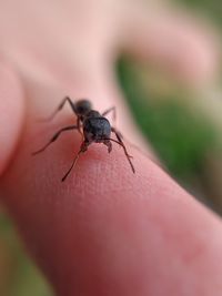 Close-up of insect on finger