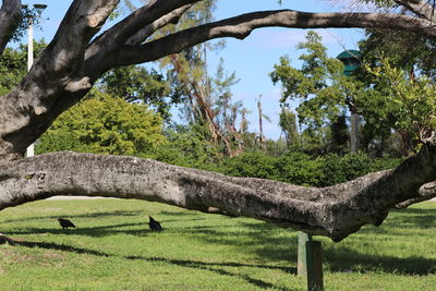 Trees on landscape