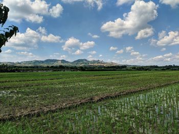 Scenic view of agricultural field against sky