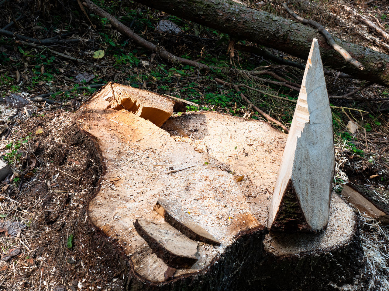 HIGH ANGLE VIEW OF WOODEN LOG IN FIELD