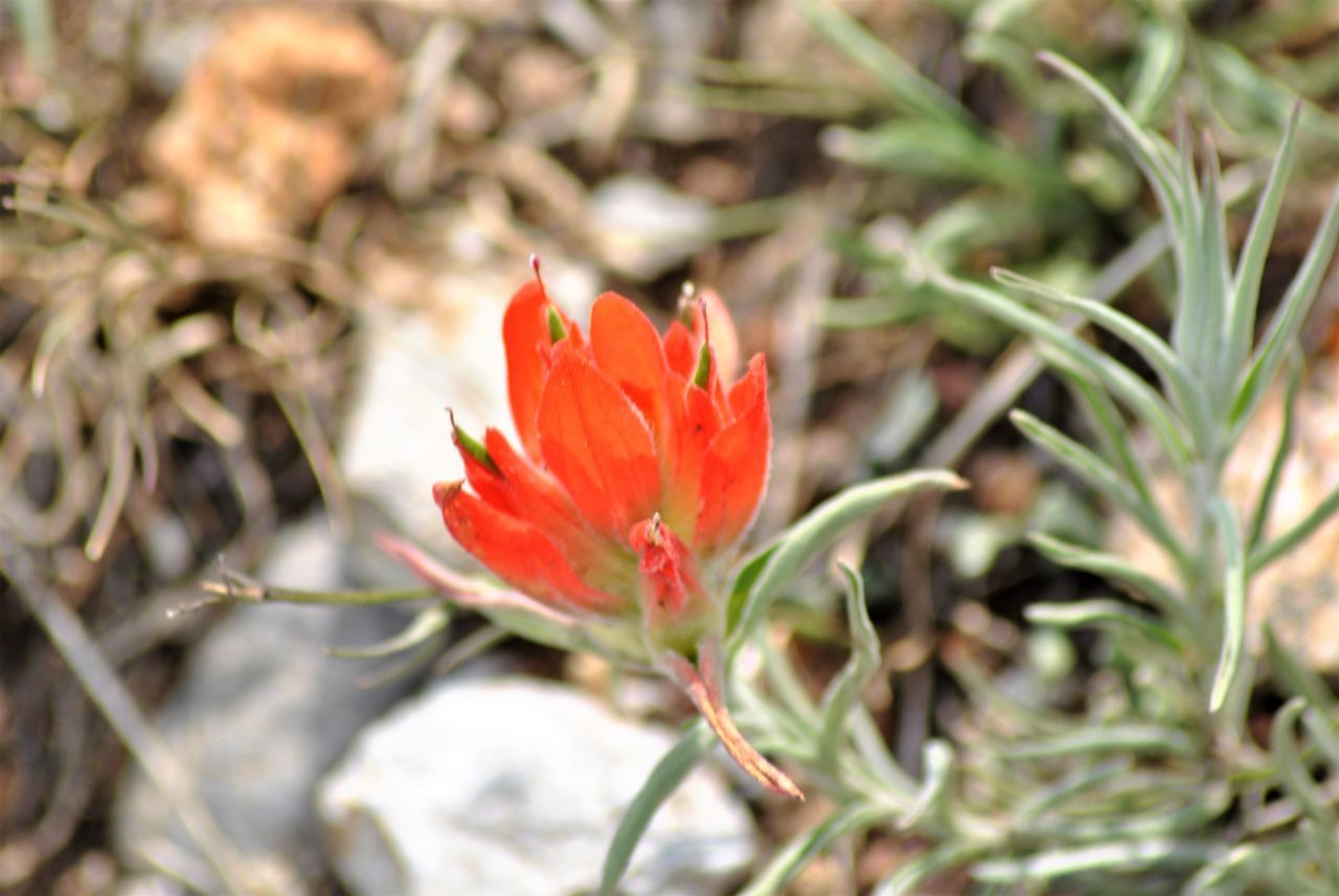 CLOSE-UP OF RED ORANGE FLOWER