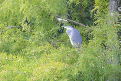 Bird perching on a field