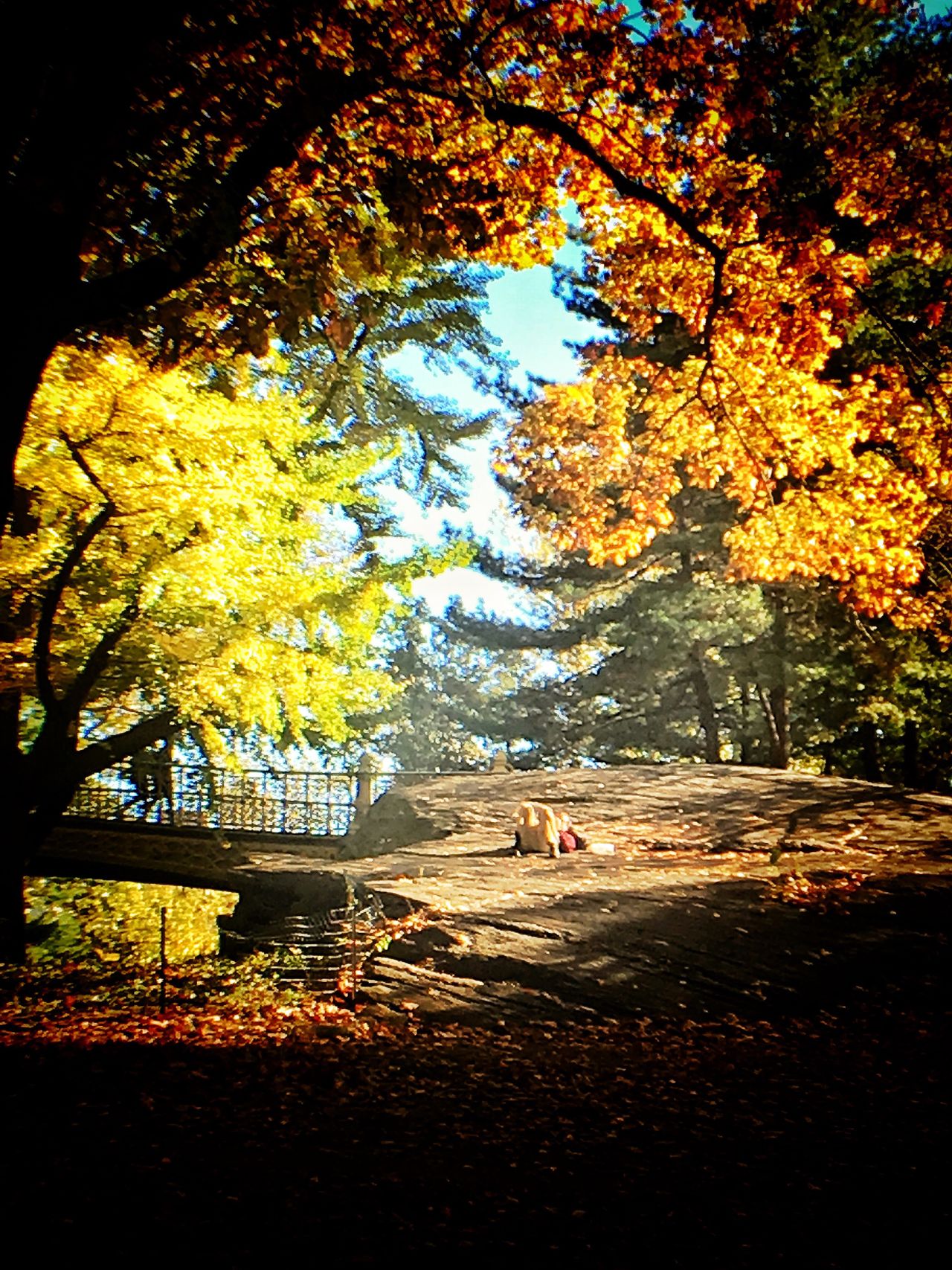 Soak rays Central Park love