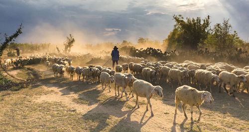 Man with flock of sheep on field against sky