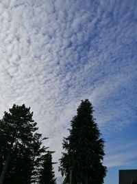 Low angle view of trees against sky