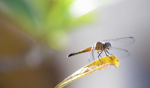 Close-up of damselfly on leaf