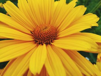 Close-up of yellow flower blooming in park