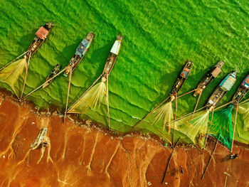 High angle view of green leaves on field