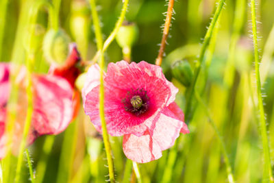 Close-up of pink flower