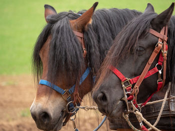 Horses in a field