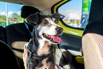 Close-up of a dog in car