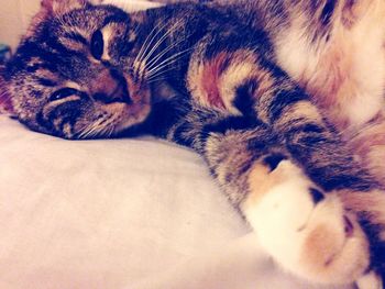 Close-up of cat sleeping