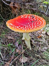 Close-up of mushrooms growing on field