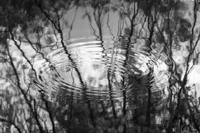 Full frame shot of trees in forest