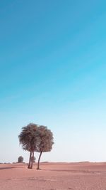 Tree on field against clear sky