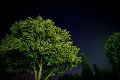 Low angle view of trees against sky at night