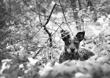 Portrait of an animal on field