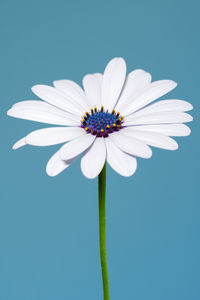 Close-up of white daisy against blue background