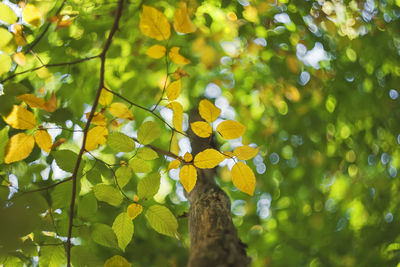 Background of green and yellow autumn leaves. the beginning of autumn.