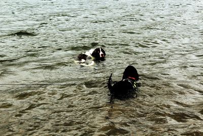 Dog swimming in water