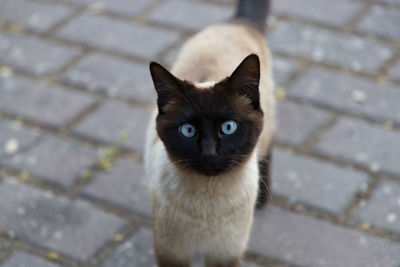 cat