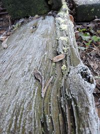 Close-up of tree trunk