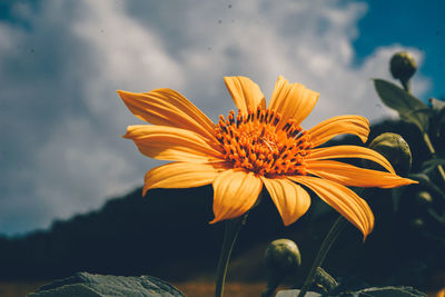 Close-up of yellow flower against sky