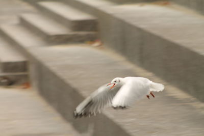 Bird on floor